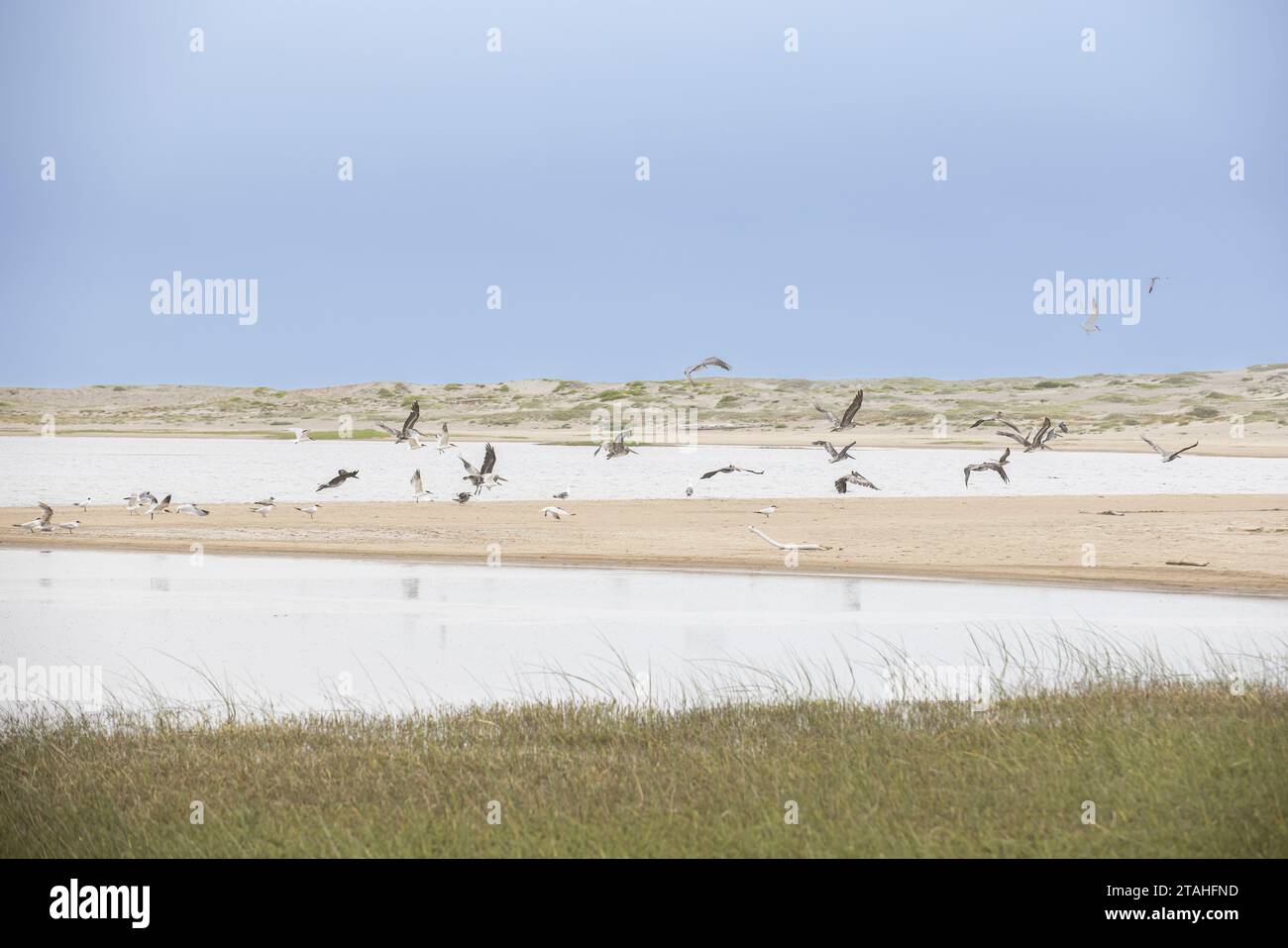 Seevögel fliegen über den Strand am Point Reyes National Seashore Stockfoto