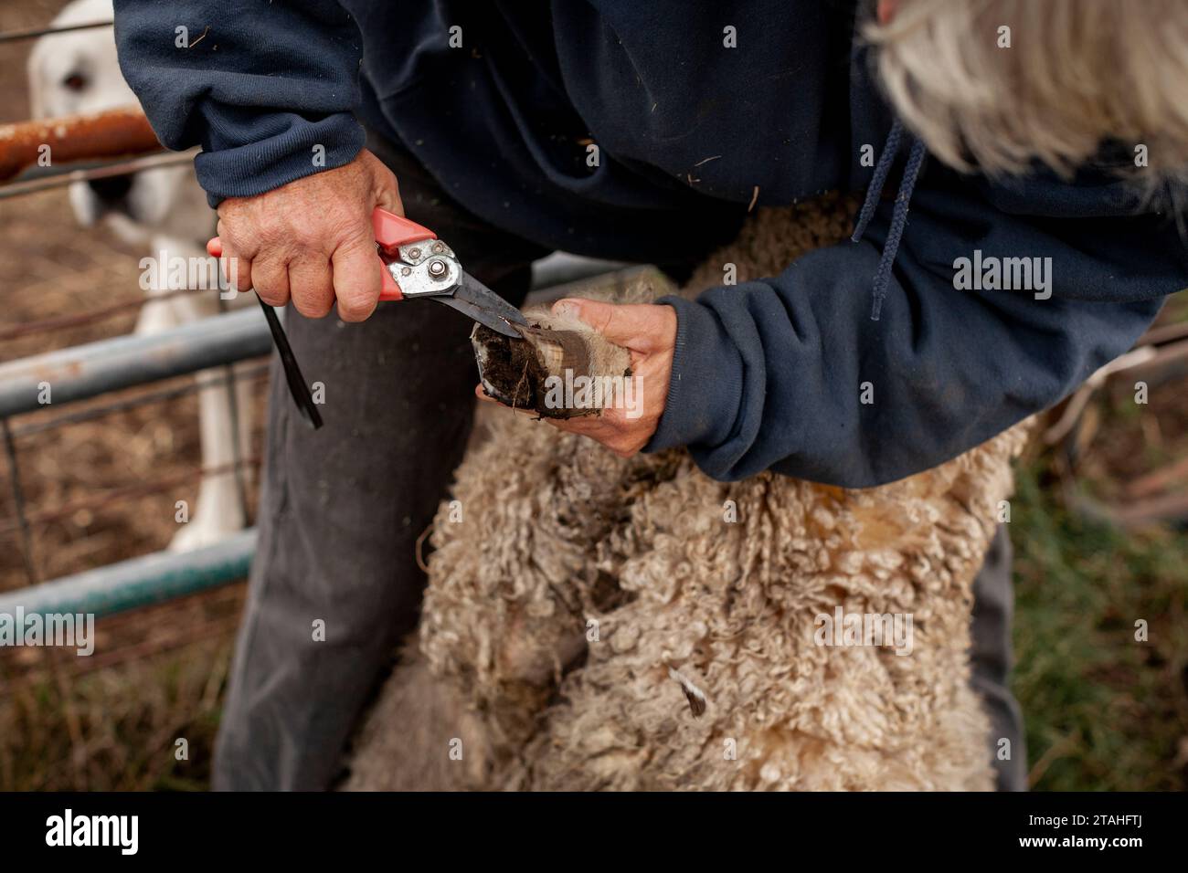 Weibliche Farmerin, Die Schafhufe Trimmt Stockfoto