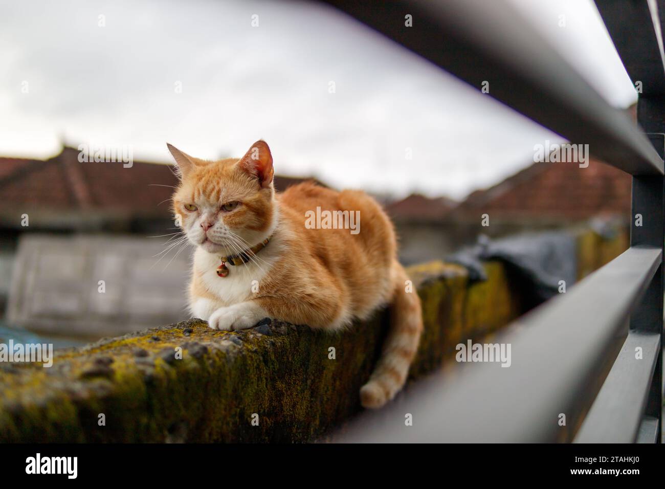 Eine Katze, die auf einem Dach sitzt Stockfoto