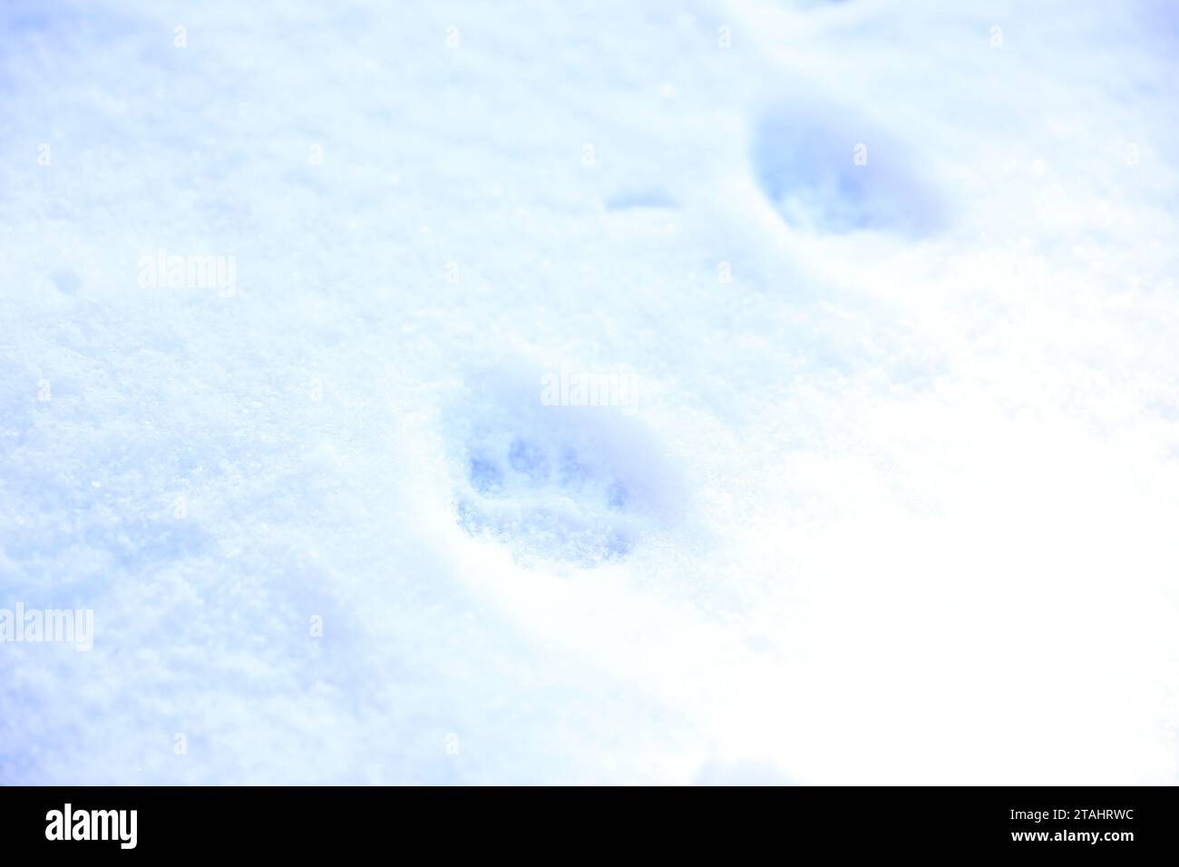 Knuspriger Schnee mit Tierpfosten als Hintergrund Stockfoto