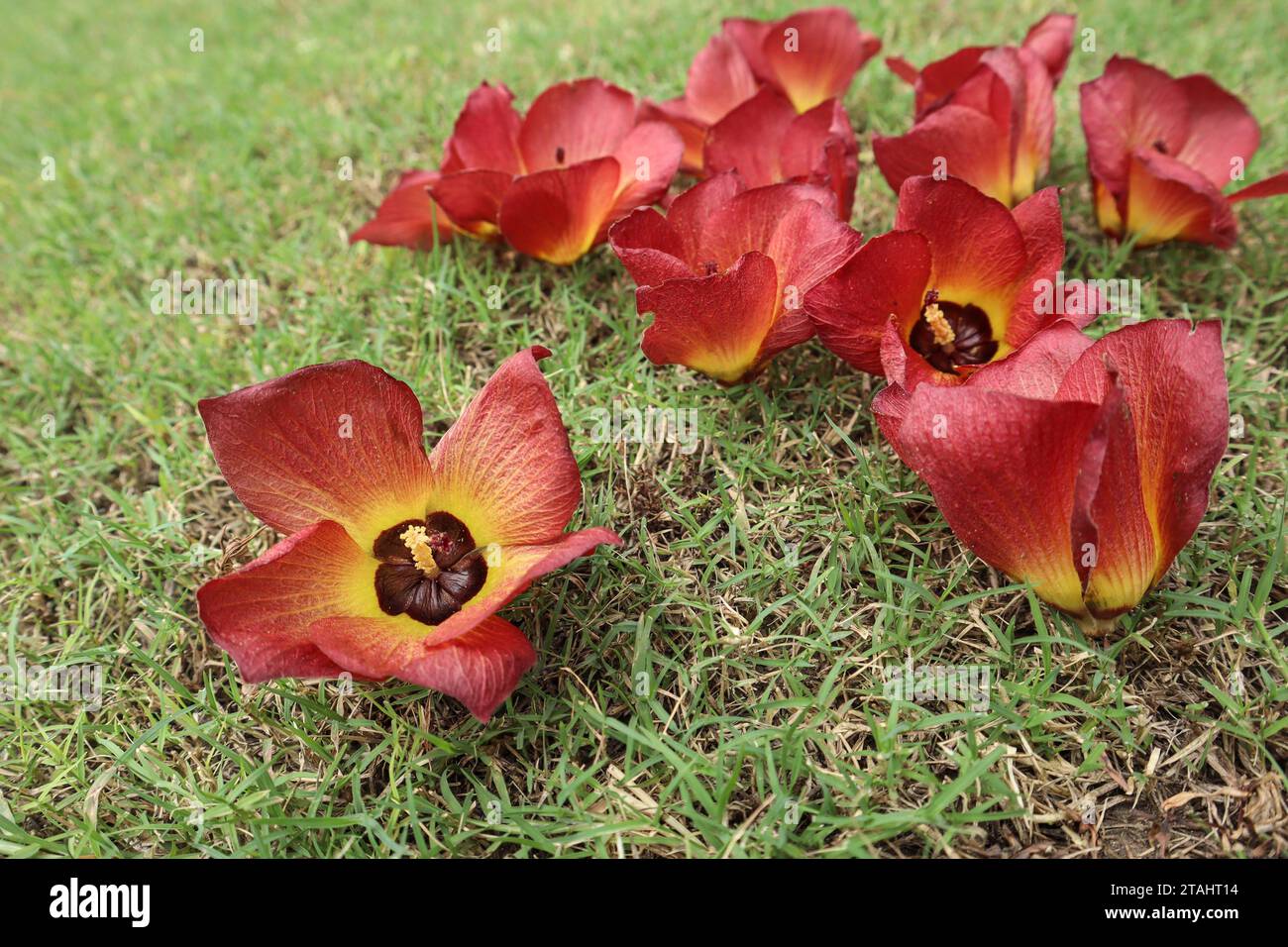 Wunderschöner Sea Hibiscus, auch bekannt als Hibiscus tiliaceus auf grünem Gras. Hellrot mit gelben und orangen Blütenblättern Küstenhibiskus Stockfoto