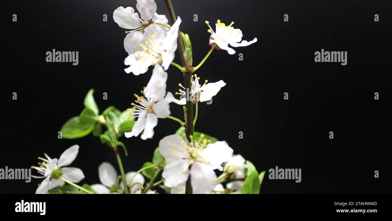 Kleine weiße Blumen und weiche Blätter auf Einem Baumzweig auf schwarzem Hintergrund Nahaufnahme Stockfoto Stockfoto