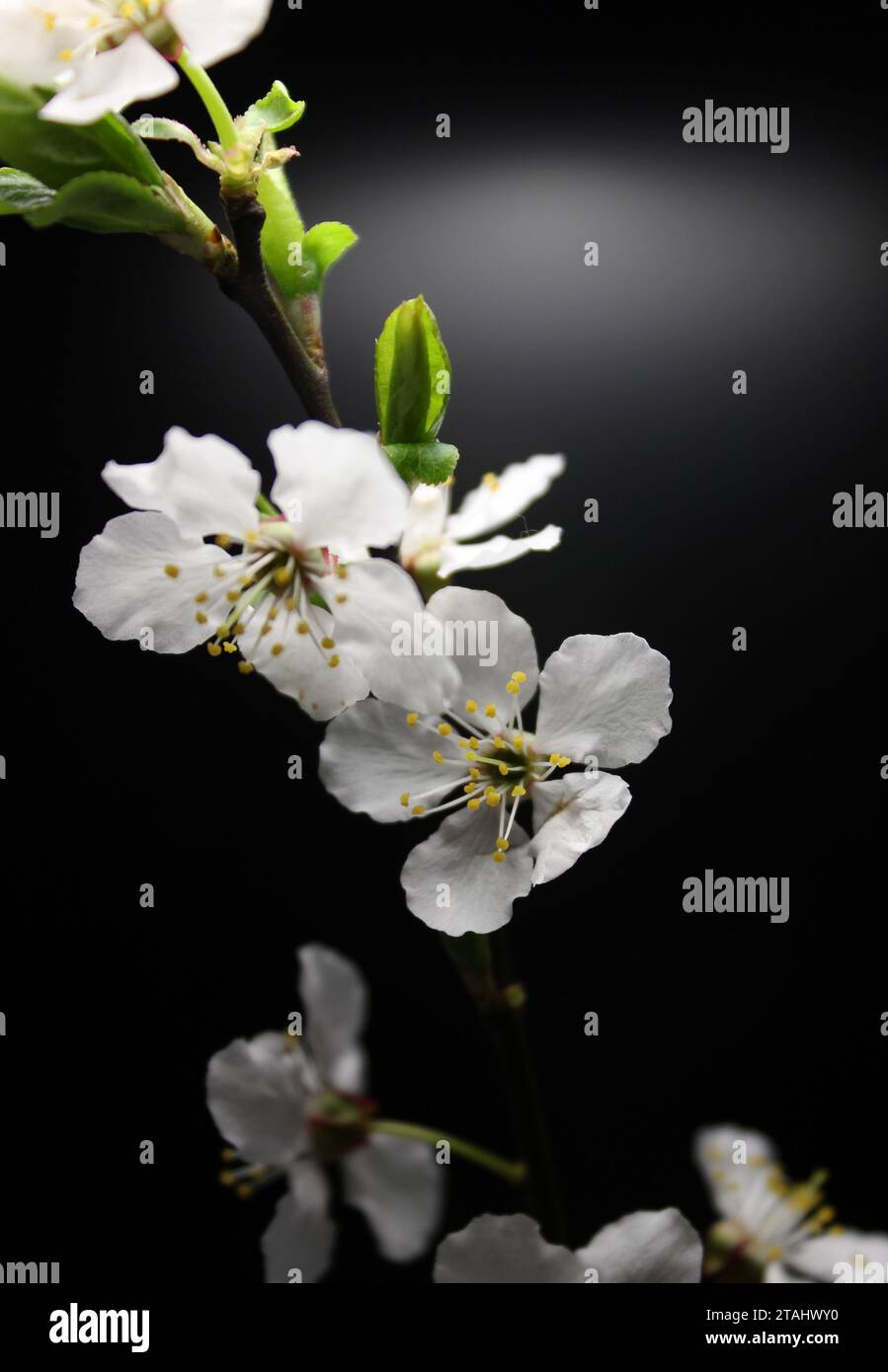 Dünner Baumzweig Mit Blühenden Blumen Und Ersten Grünen Blättern Auf Schwarzem Hintergrund Hi-Res Stockfoto Für Vertikale Hintergründe Stockfoto