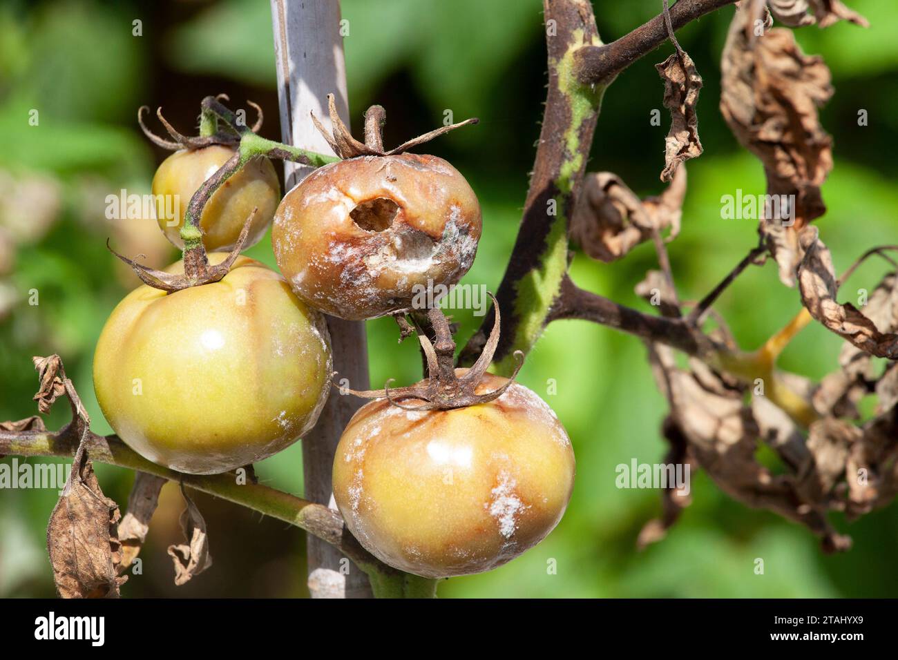 Tomatenpflanze leidet an Tomatenfäule, Großbritannien Stockfoto