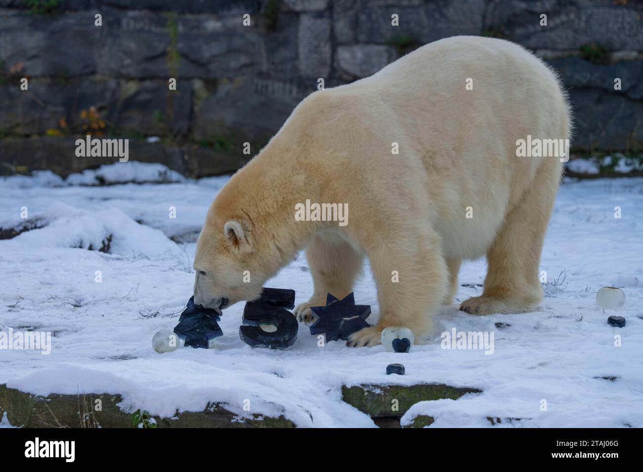 Eisbärin Hertha feiert am 1.12.2023 im Tierpark Berlin-Friedrichsfelde ihren 5. Geburtstag. Zum Geburtstag gibt es von den Tierpflegern Leckereien. *** Die Eisbärin Hertha feiert am 1 12 2023 im Tierpark Berlin Friedrichsfelde ihren 5. Geburtstag. Die Tierpfleger gaben ihr Leckerbissen zum Geburtstag Stockfoto