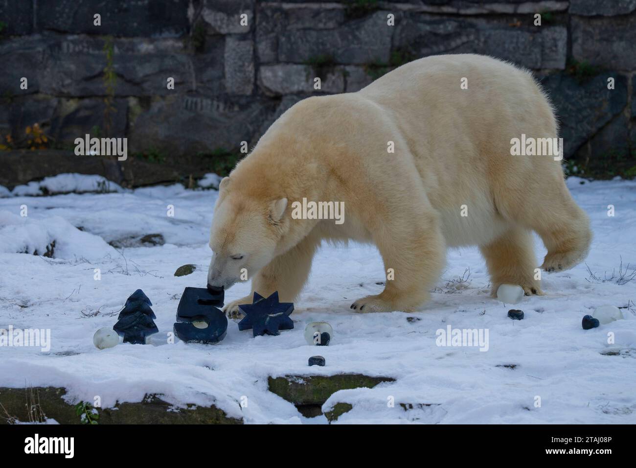 Eisbärin Hertha feiert am 1.12.2023 im Tierpark Berlin-Friedrichsfelde ihren 5. Geburtstag. Zum Geburtstag gibt es von den Tierpflegern Leckereien. *** Die Eisbärin Hertha feiert am 1 12 2023 im Tierpark Berlin Friedrichsfelde ihren 5. Geburtstag. Die Tierpfleger gaben ihr Leckerbissen zum Geburtstag Stockfoto