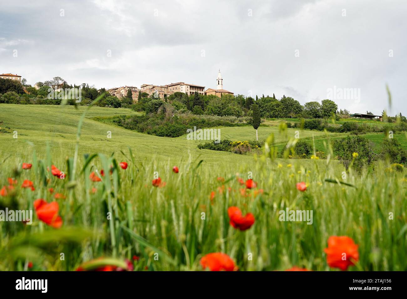 Blick auf die wunderschöne Renaissance-Stadt Pienza im Frühling toskanische Landschaft mit grünen Feldern und roten Mohnblumen im Vordergrund. Pienza, Toskana, Italien Stockfoto