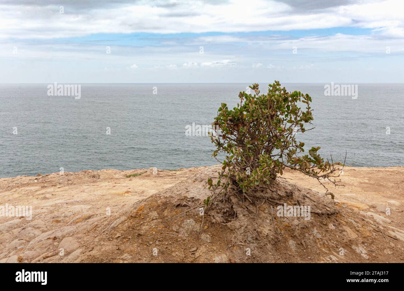 Kleiner Baum am Meer in Westkap Südafrika - Küstenflora auf dem St. Blaize Trail Stockfoto