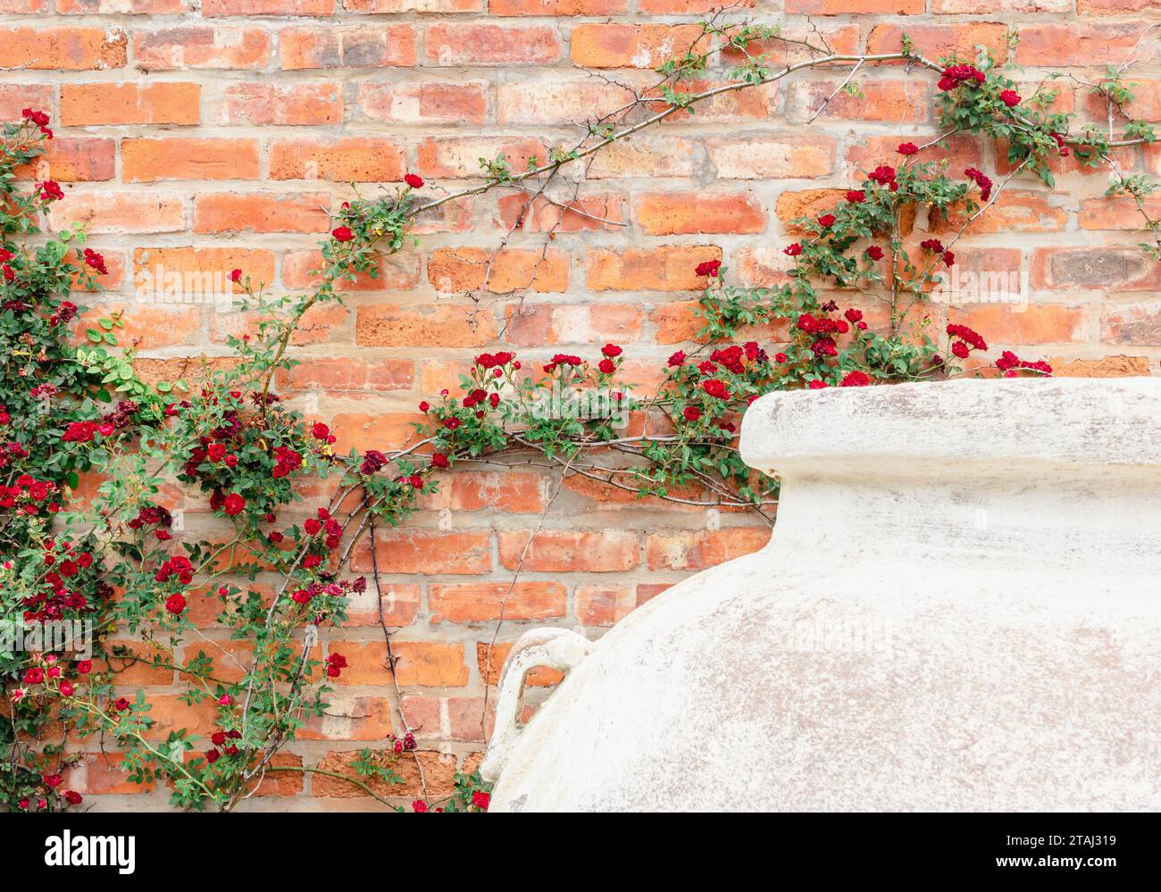Rote Rosenminiatur-Kletterpflanze vor roter Ziegelwand mit weißem Pflanztopf Stockfoto