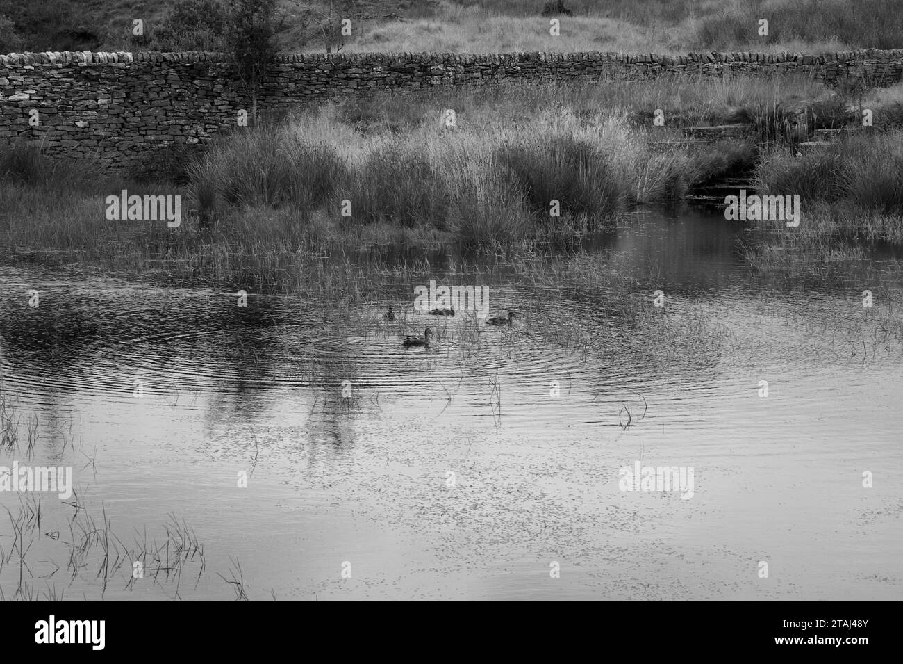 Eine Familie von Enten, die in ihrem eigenen natürlichen Lebensraum beobachtet werden, schwimmt friedlich auf der Wasseroberfläche in Harmonie Familie friedlich zusammen Familieneinheit. Stockfoto