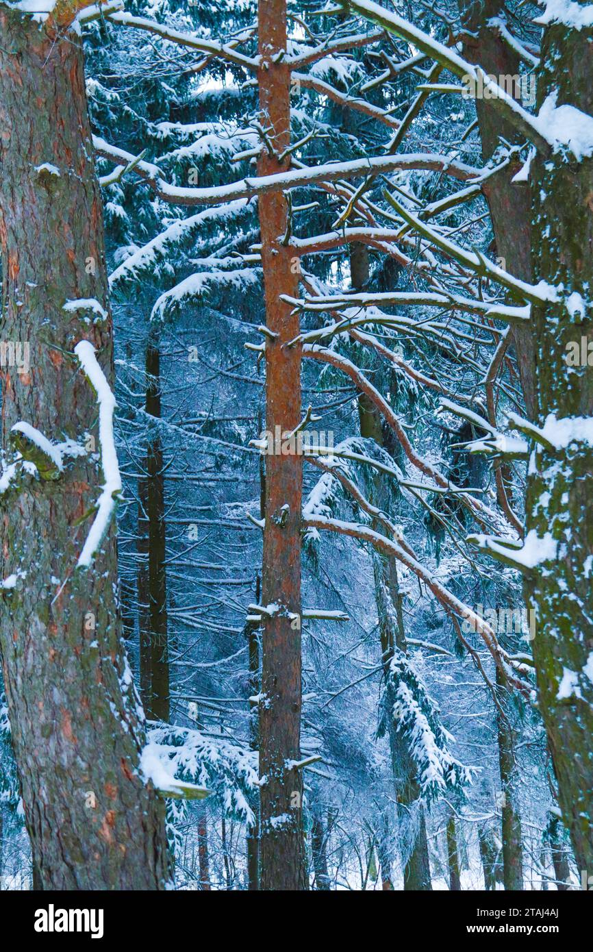 Gefrorener Wald, schöner Winter, kristallklarer Schnee auf den Bäumen, Kälte und Schönheit Stockfoto