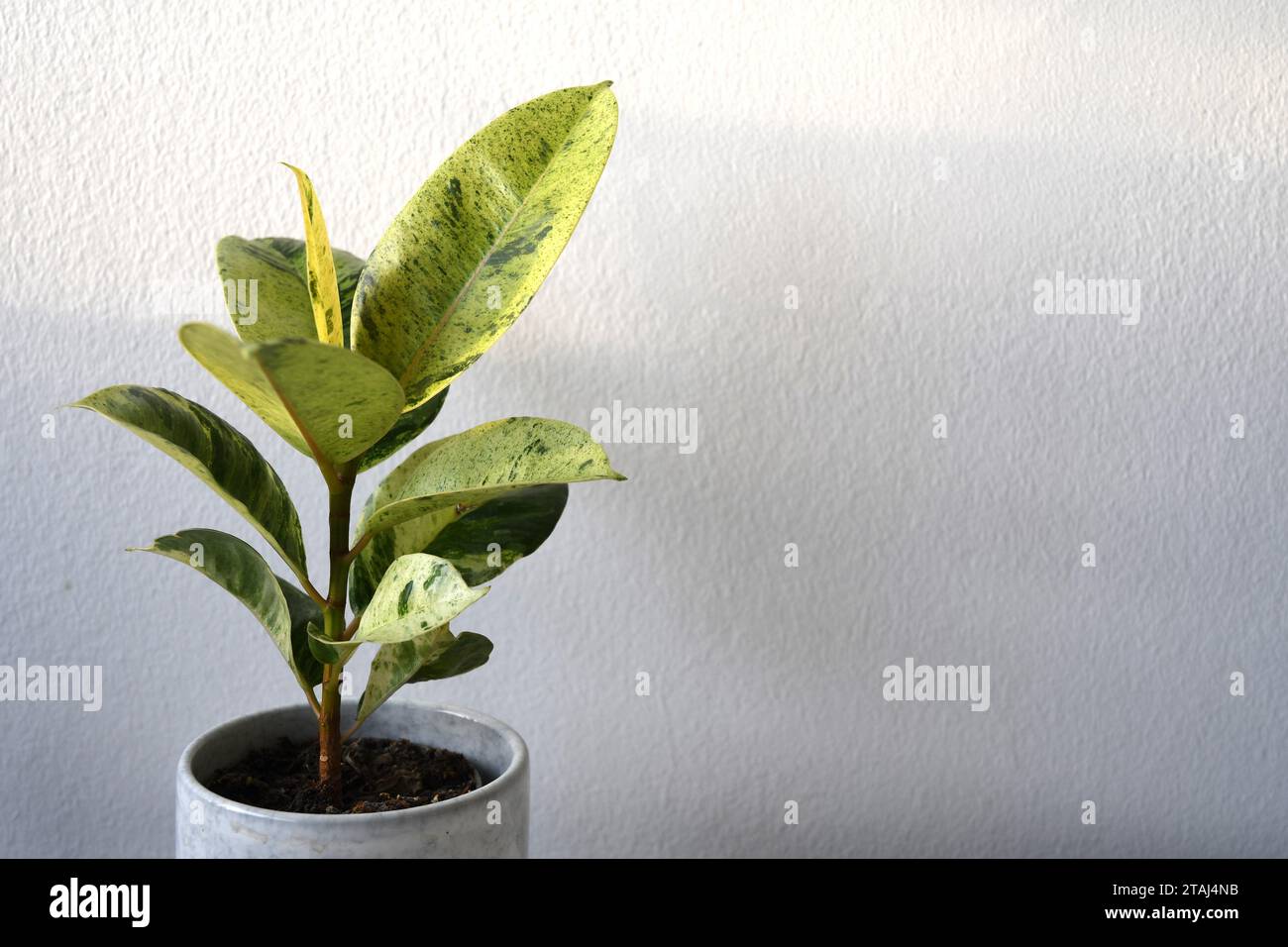 monstera yellow variegated Monstera standleyana aurea variegata