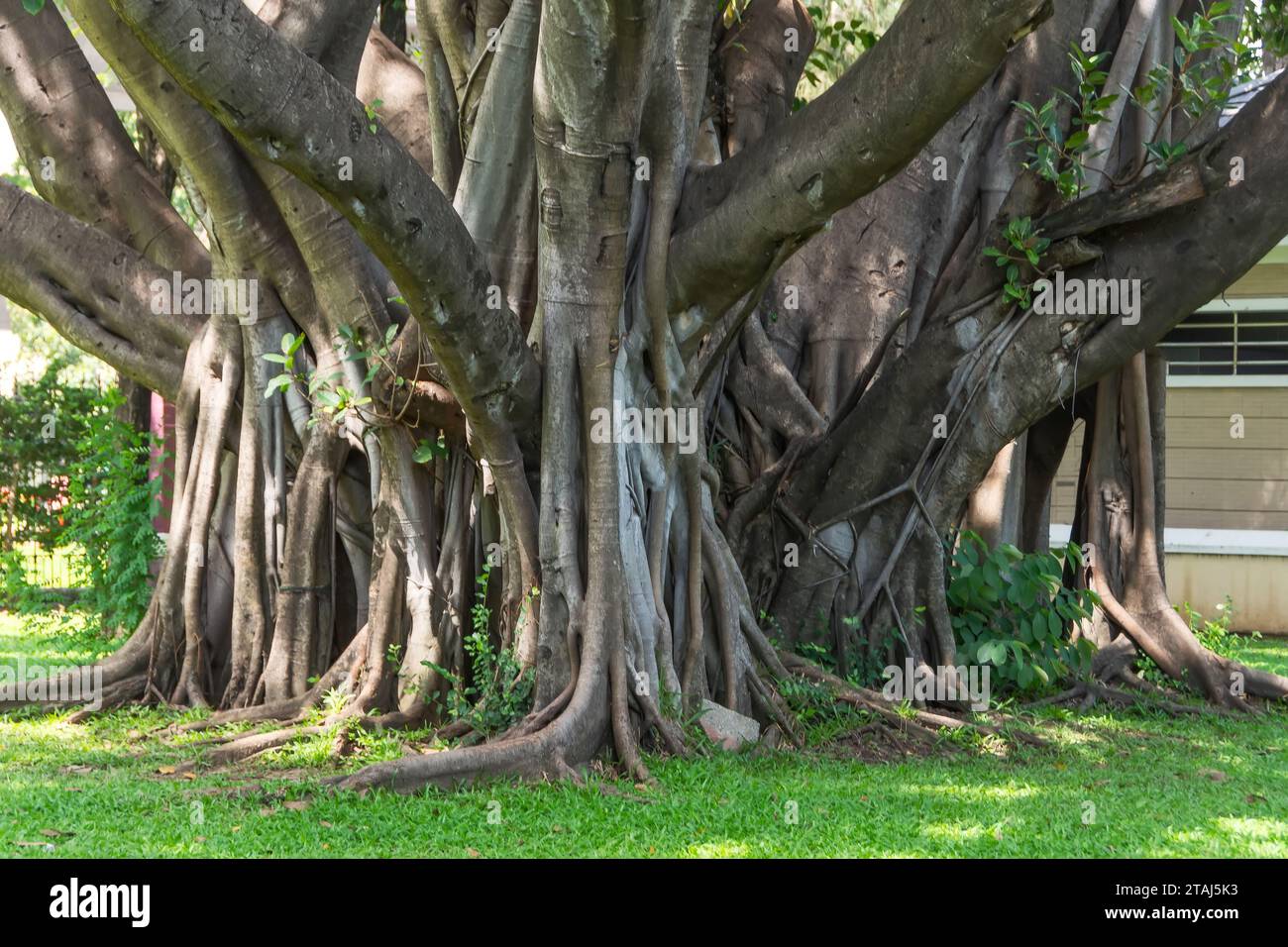 Schöner grüner Banyan-Baum, viele Stämme verflochten zu einer riesigen Ficus-Mikrocarpa. Stockfoto