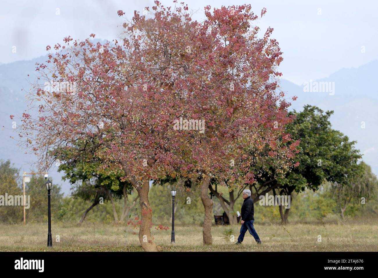 Islamabad, Pakistan. Dezember 2023. Ein Mann spaziert im Fatima Jinnah Park in Islamabad, der Hauptstadt Pakistans, 1. Dezember 2023. Quelle: Ahmad Kamal/Xinhua/Alamy Live News Stockfoto