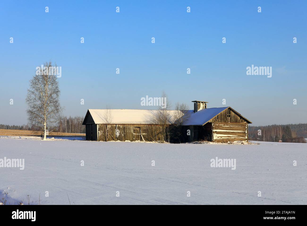 Graue Holzscheune und eine Birke an einem sonnigen Novembertag mit dem ersten Schnee auf dem Boden. Stockfoto