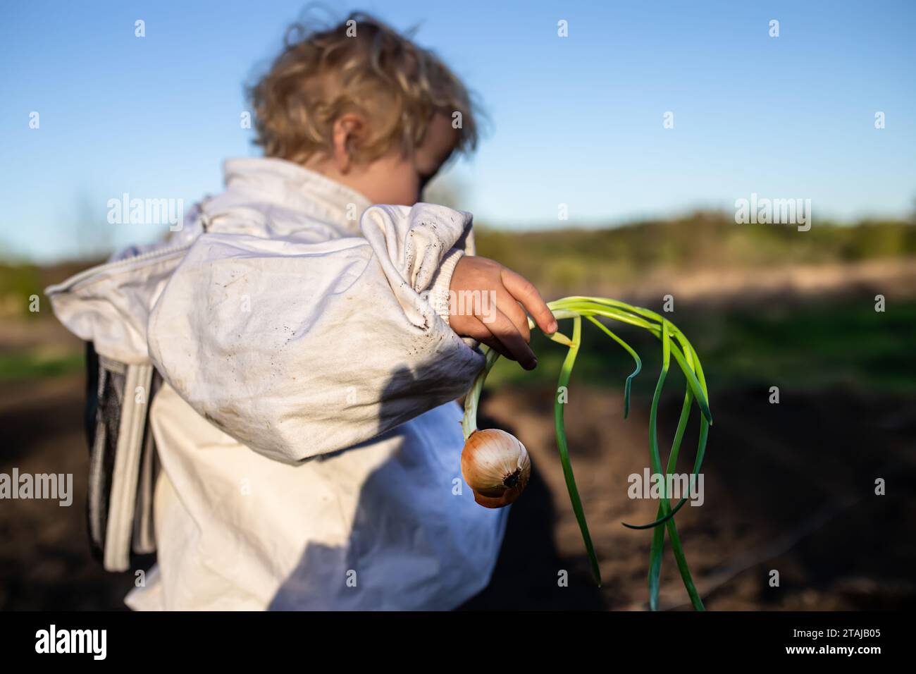 Der Kleinbauer hält die grüne Zwiebel in den Händen, bevor er sie in biologischem Gartenbeet auf dem Boden pflanzt. Blattgemüse, das nach dem Anpflanzen von Zwiebeln in der Saison w Stockfoto