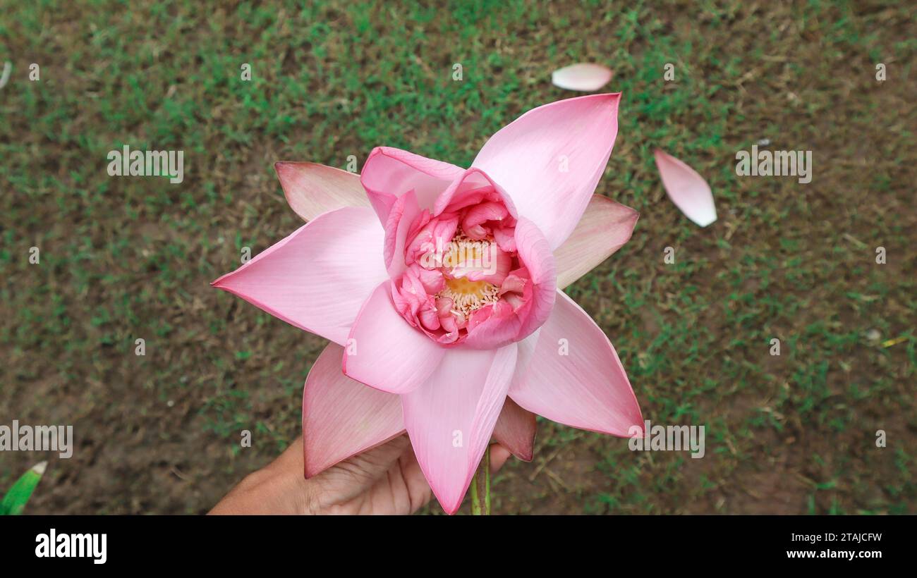 Frischer hellrosa Lotus blüht, grüner Grashintergrund. Lotus ist eine sacré-Blume in Indien, die für Laxmi puja während diwali verwendet wird Stockfoto
