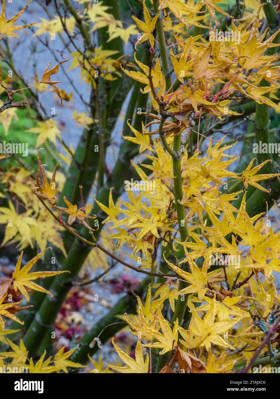 Wunderschönes Acer Palmatum „Okushimo“ (japanischer Ahorn). Natürliche Nahaufnahme, halb-abstraktes Pflanzenporträt Stockfoto