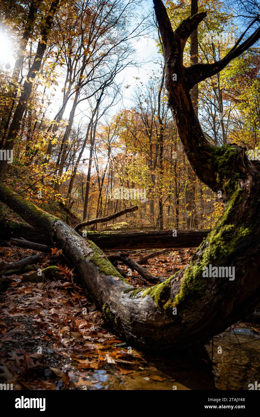 Fall Mossy Tree Stockfoto