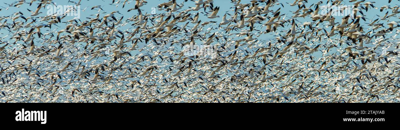 Banner von Schneegänsen, die im November nach Süden ziehen Stockfoto