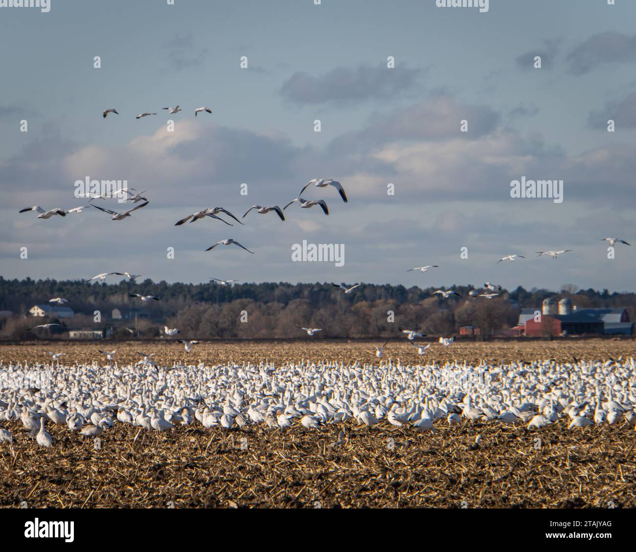 Wandernde Schneegänse landen auf einem Farmfeld auf ihrem Weg nach Süden im November Stockfoto