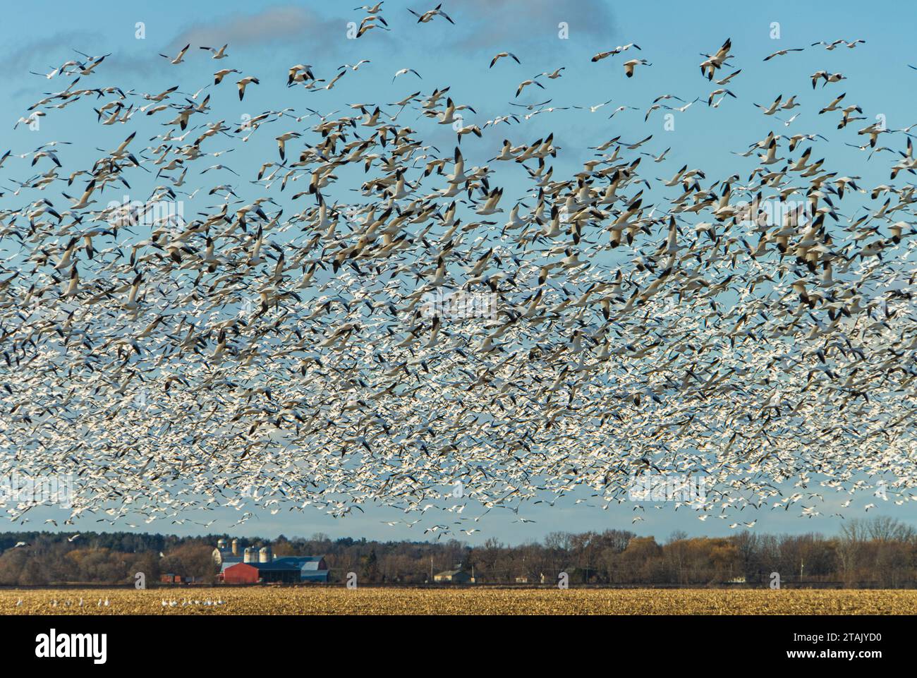 Wandernde Schneegänse verlassen ein Farmfeld auf ihrem Weg nach Süden im November Stockfoto