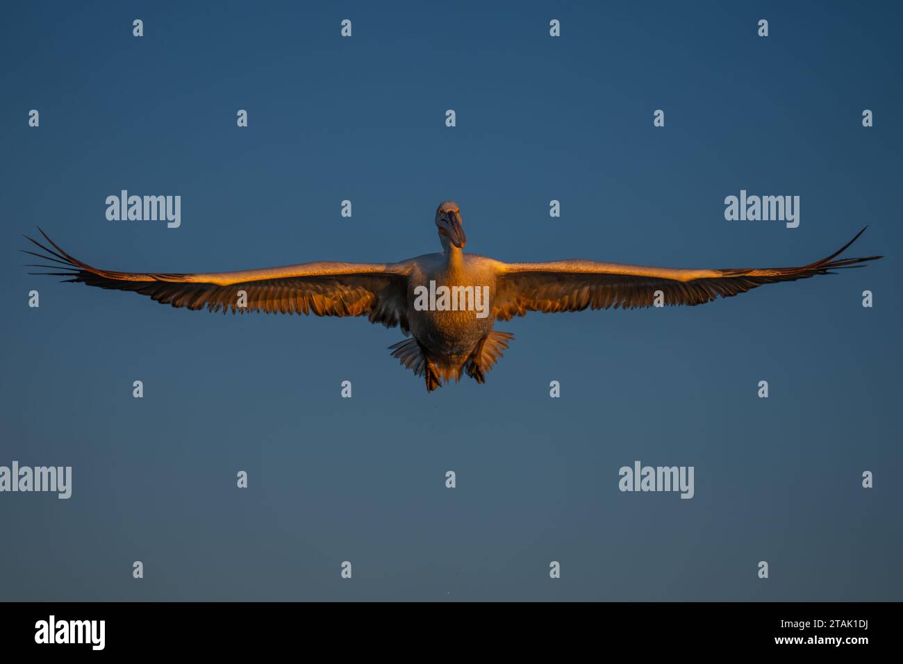 Pelikan gleitet in blauem Himmel und spreizt Flügel Stockfoto