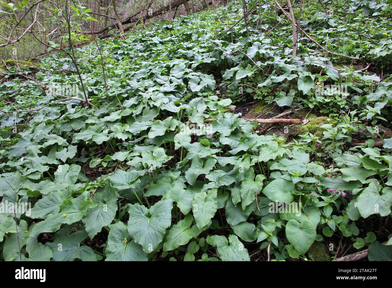 Arum (Arum besserianum) wächst im Wald im Frühjahr. Stockfoto
