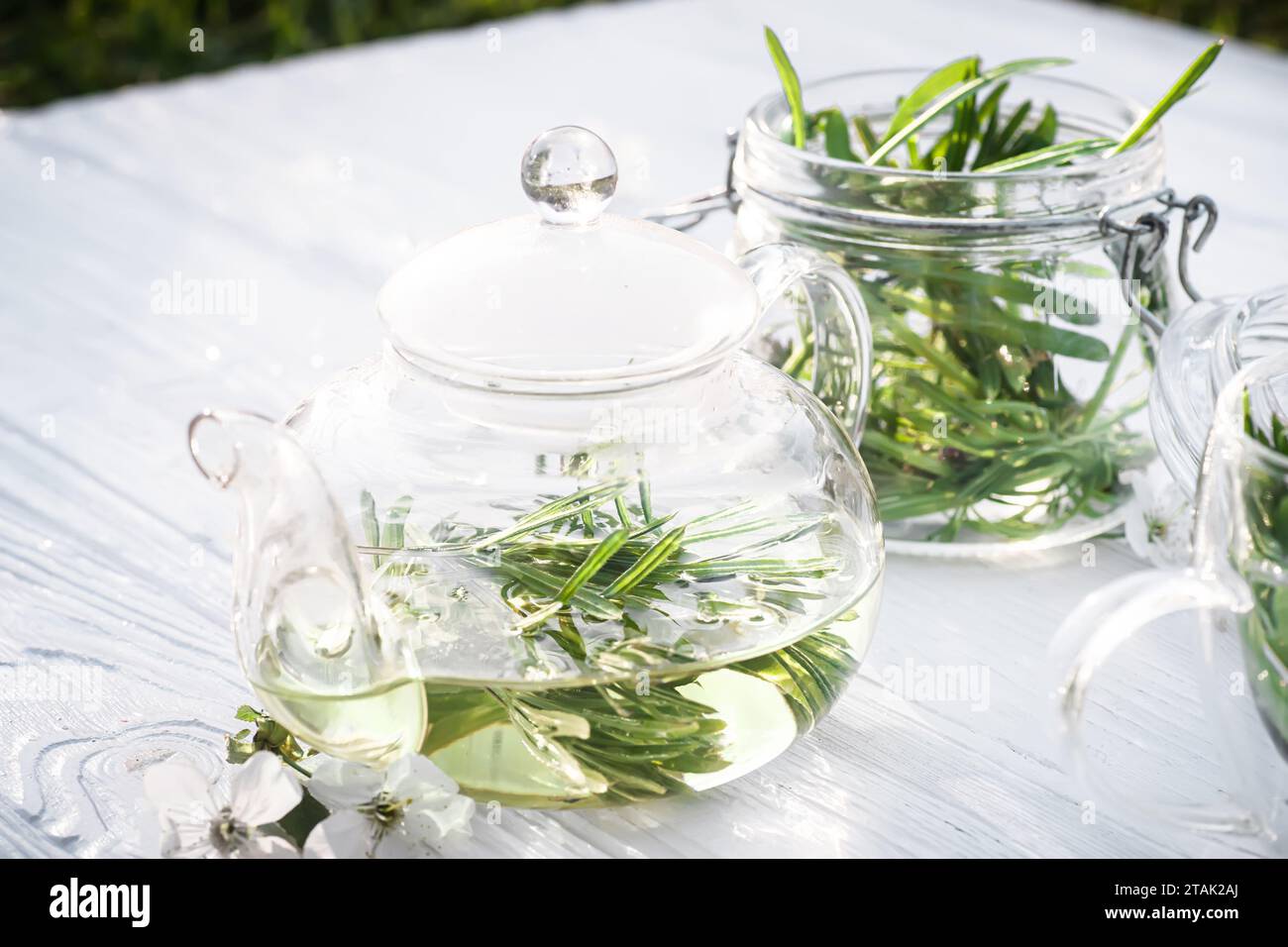 Galium-Aparine-Spalter, Cliver, Gänsegras, Katzengras, Stickeljack, und greifen Sie Gras. Grüner Tee in einer Teekanne aus Glas auf weißem hölzernem Hintergrund. Stockfoto