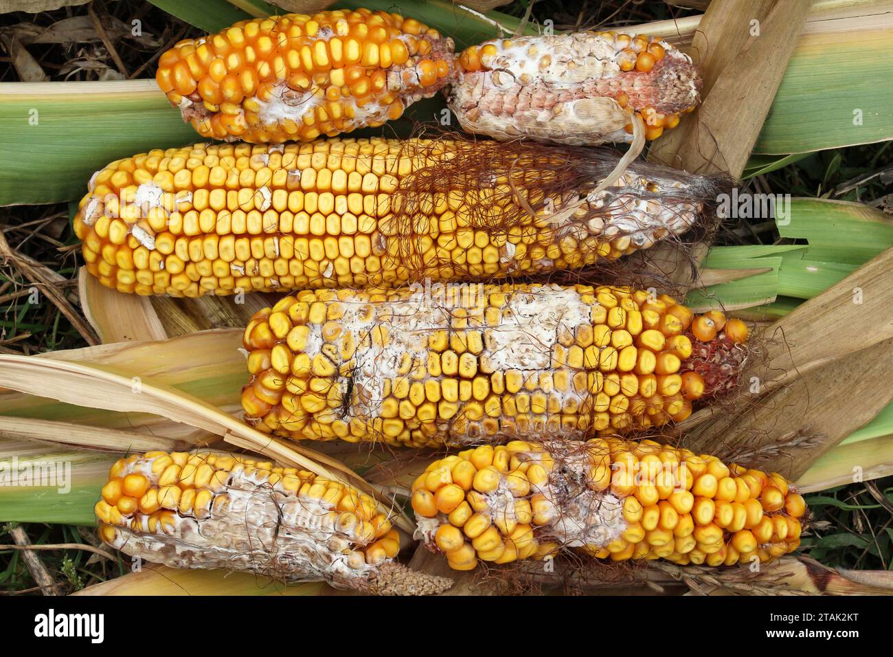 Maiskolben, die von einer Pilzkrankheit betroffen sind - Fusarium (Fusarium moniliforme) Stockfoto