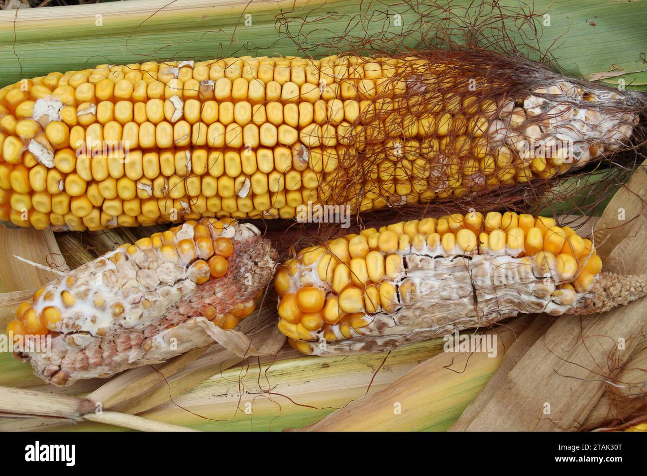 Maiskolben, die von einer Pilzkrankheit betroffen sind - Fusarium (Fusarium moniliforme) Stockfoto