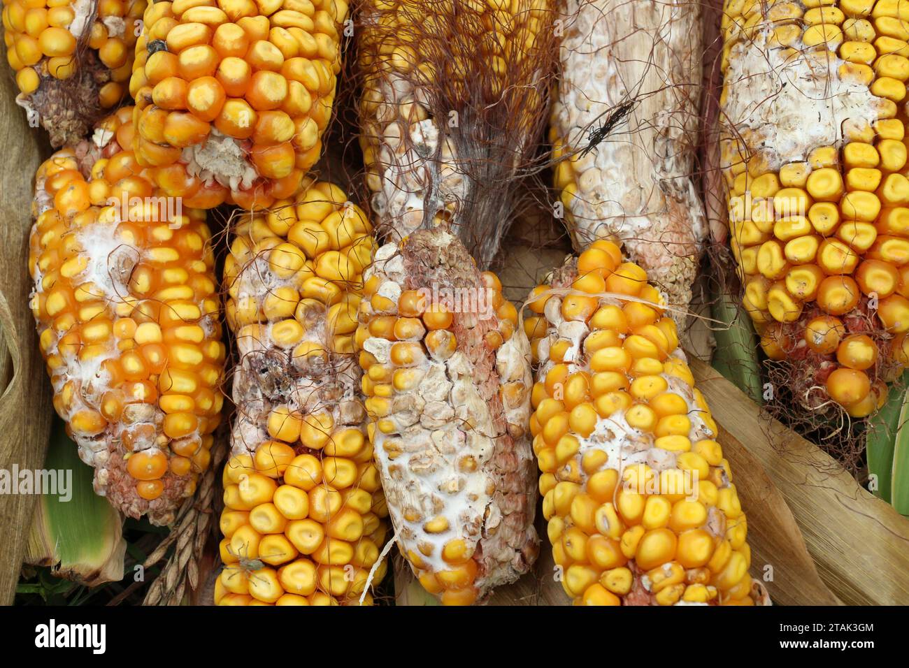 Maiskolben, die von einer Pilzkrankheit betroffen sind - Fusarium (Fusarium moniliforme) Stockfoto
