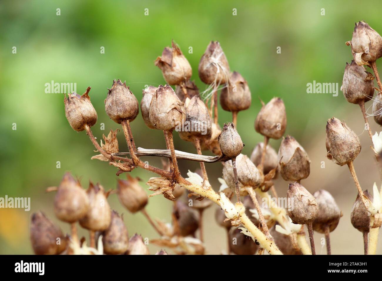 Kisten mit Reifen Samen auf dem Tabak-Stiel. Stockfoto