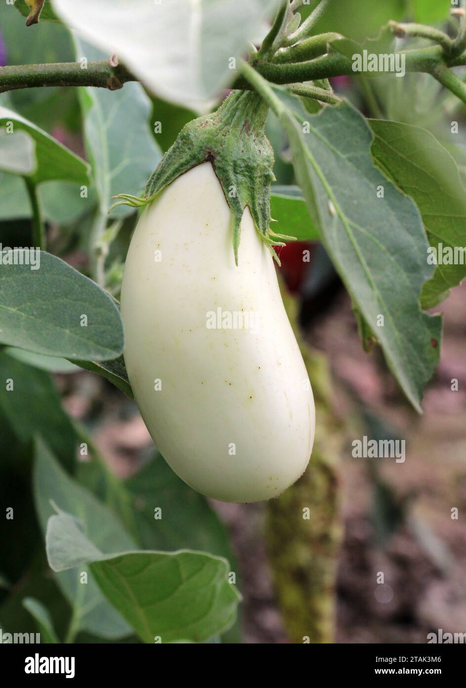 Weiße Aubergine wächst in offenem organischen Boden Stockfoto