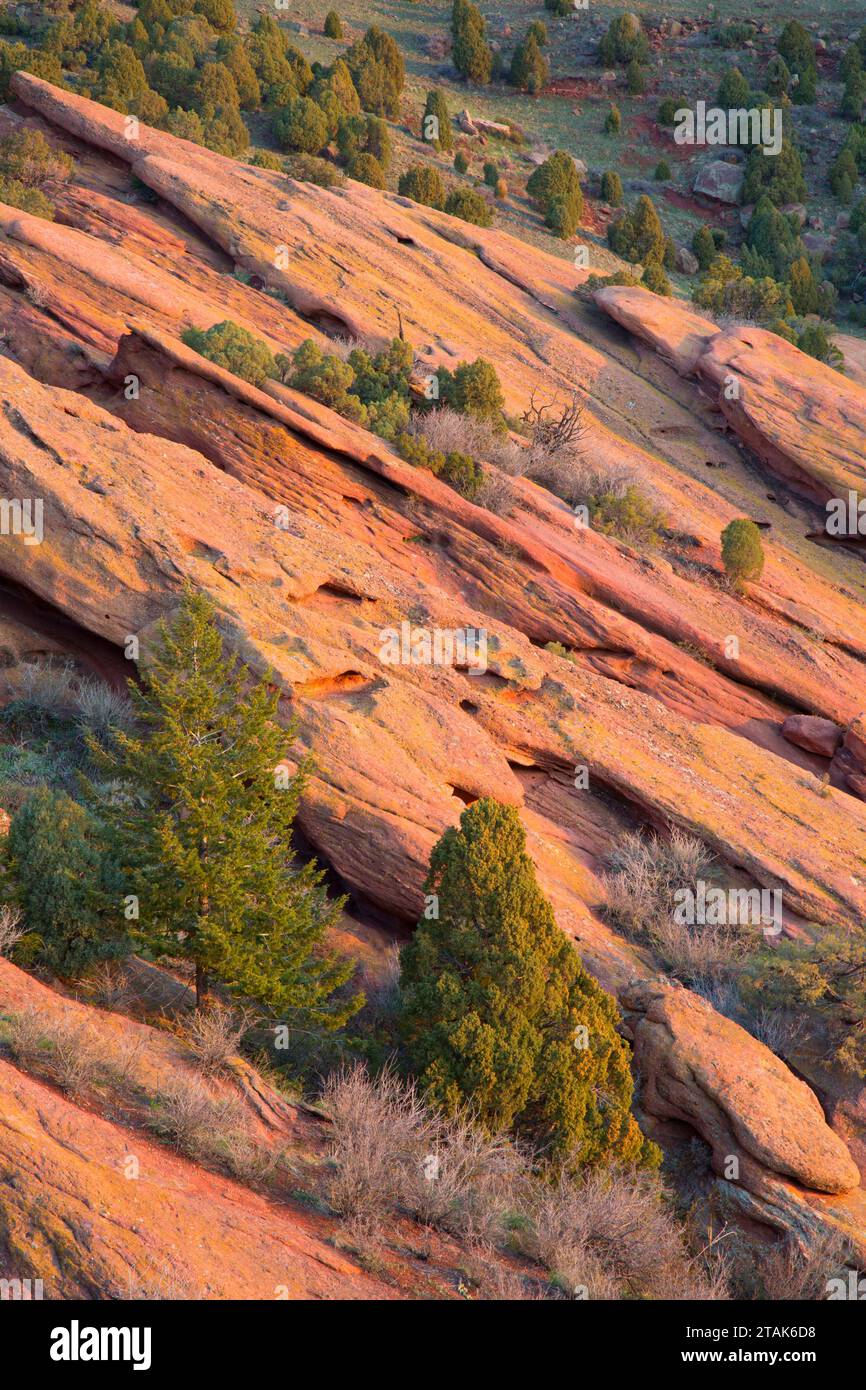 Roten Felsen mit Wacholder, Red Rocks Park, Jefferson County, Colorado Stockfoto