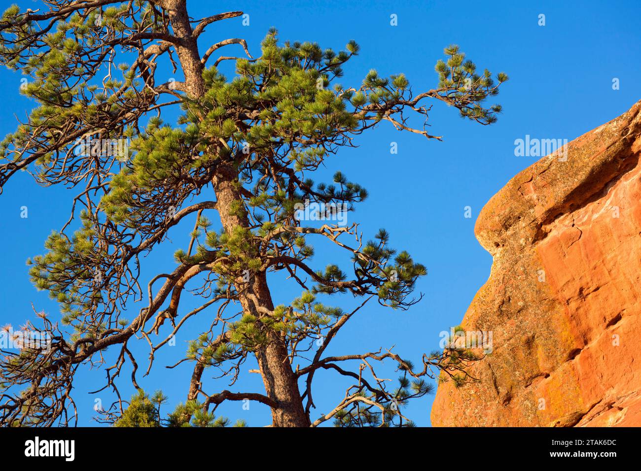 Red Rocks mit Kiefer, Red Rocks Park, Jefferson County, Colorado Stockfoto