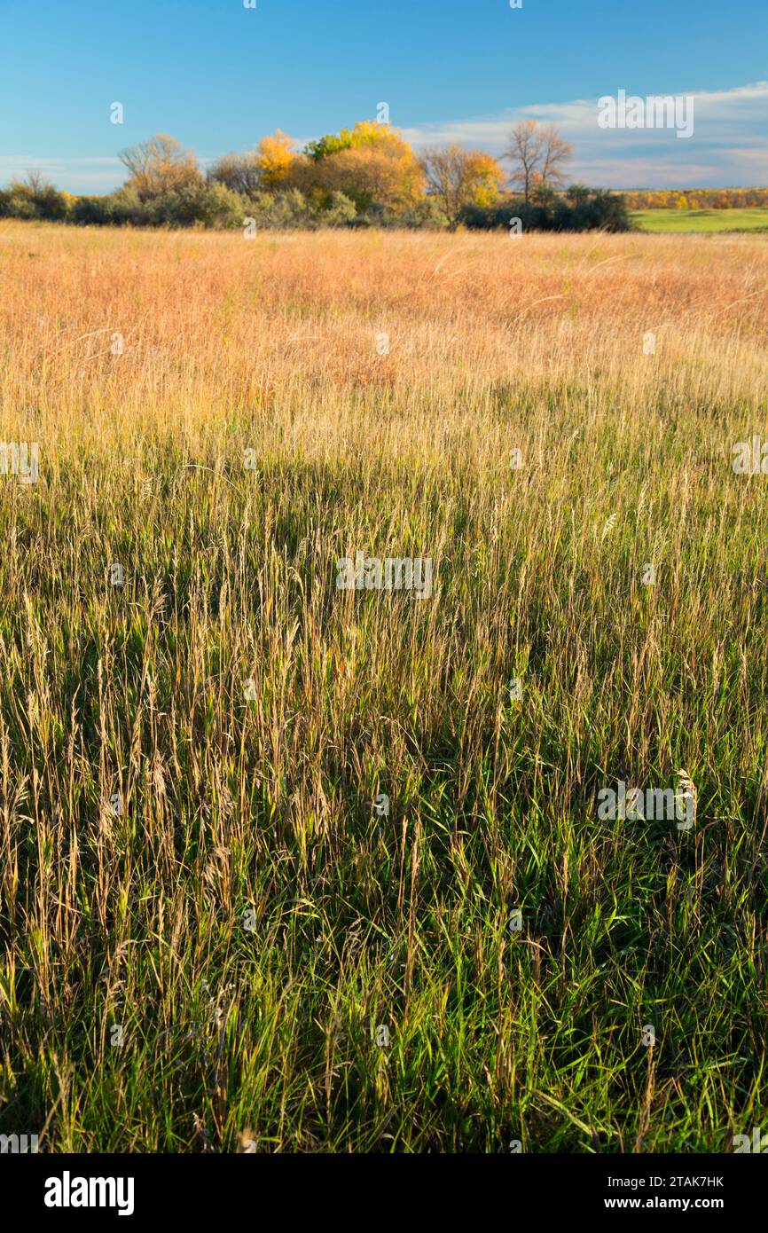 Prairie entlang Dorf Trail, Messer Fluss indischen Dörfern National Historic Site, Lewis und Clark National Historic Trail, North Dakota Stockfoto
