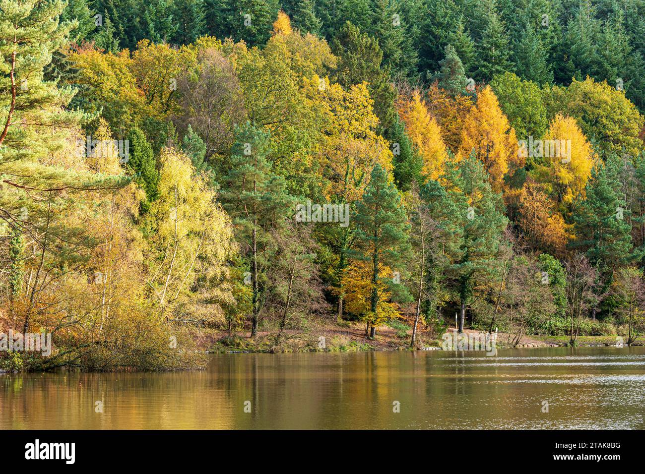 Herbstfarben im Royal Forest of Dean – Mischwald am Mallards Pike bei Parkend, Gloucestershire, England, Großbritannien Stockfoto
