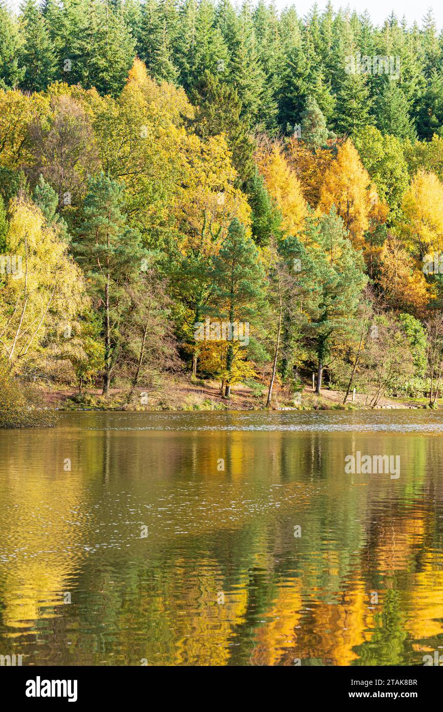 Herbstfarben im Royal Forest of Dean – Mischwald am Mallards Pike bei Parkend, Gloucestershire, England, Großbritannien Stockfoto