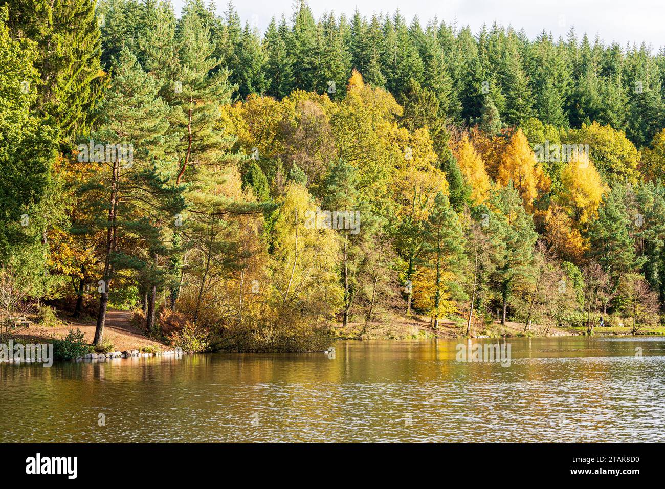 Herbstfarben im Royal Forest of Dean – Mischwald am Mallards Pike bei Parkend, Gloucestershire, England, Großbritannien Stockfoto