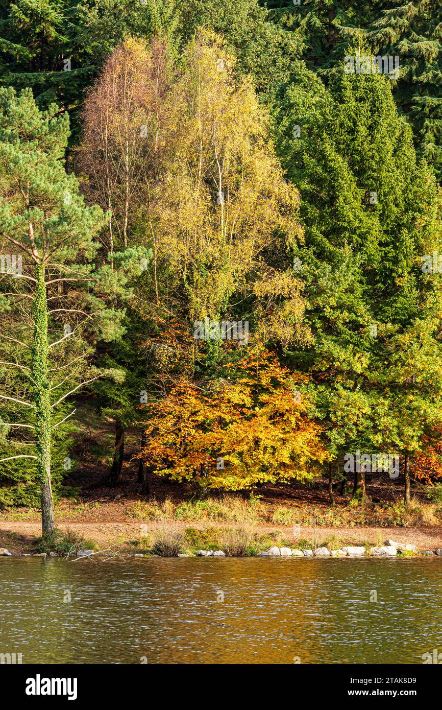 Herbstfarben im Royal Forest of Dean – Mischwald am Mallards Pike bei Parkend, Gloucestershire, England, Großbritannien Stockfoto