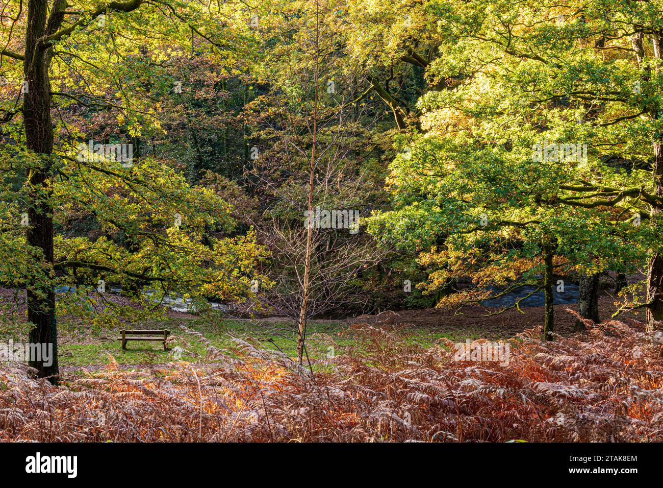 Herbstfarben im Royal Forest of Dean - Oak Trees am Wenchford Picnic Site in der Nähe von Blakeney, Gloucestershire, England, Großbritannien Stockfoto