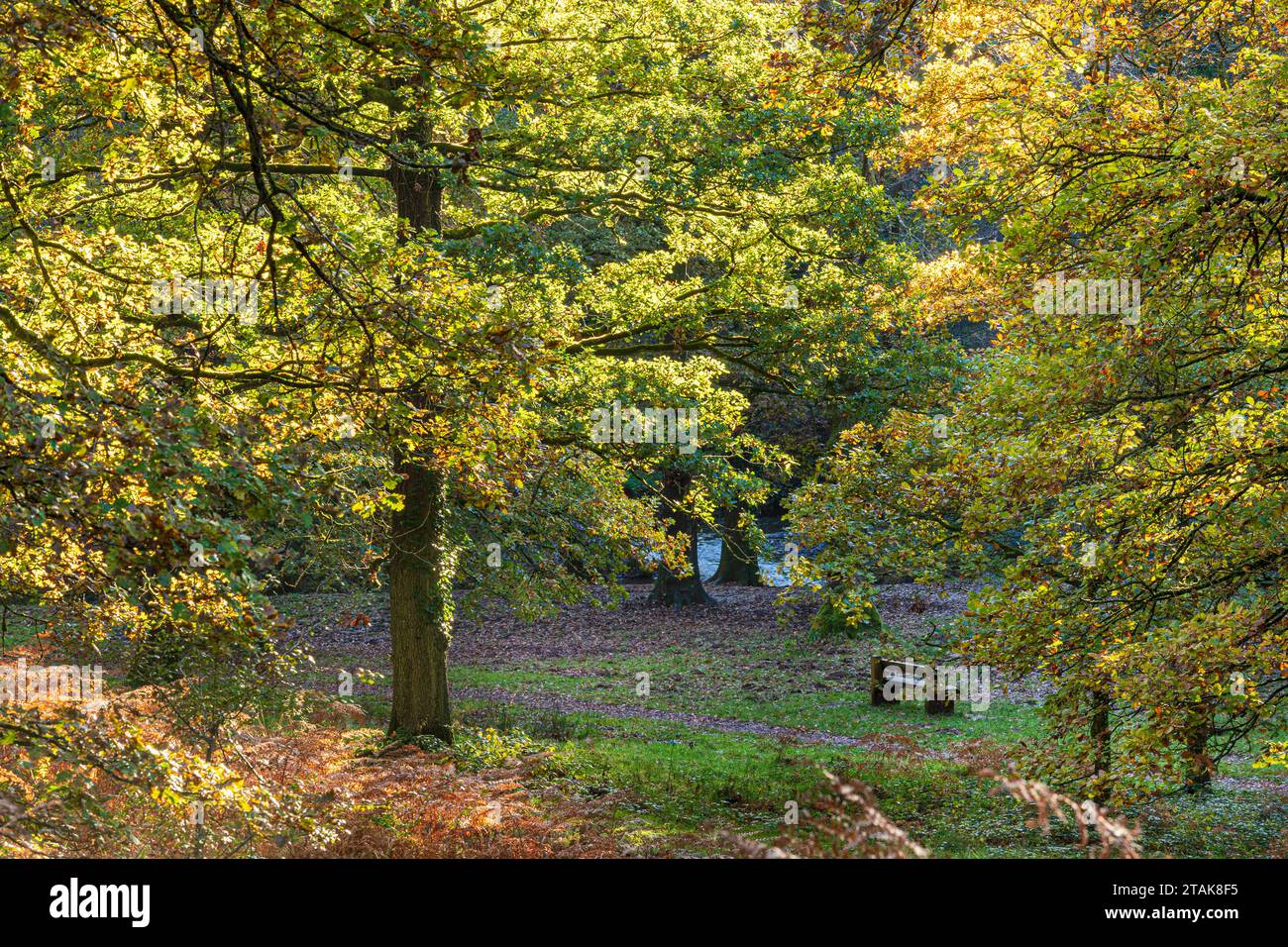 Herbstfarben im Royal Forest of Dean - Oak Trees am Wenchford Picnic Site in der Nähe von Blakeney, Gloucestershire, England, Großbritannien Stockfoto