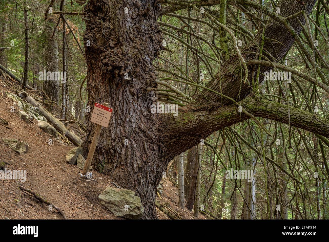 Reiseroute durch den Riu-Tannenwald vom Serrat de les Esposes aus. Monumentaler Tannenbaum namens „Avet de les Bagues de Riu“ Cerdanya, Katalonien Spanien Stockfoto