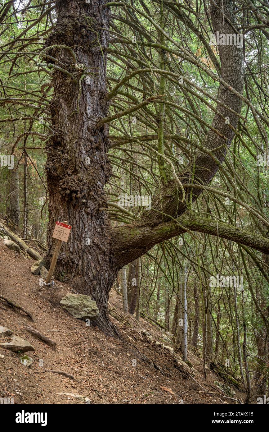 Reiseroute durch den Riu-Tannenwald vom Serrat de les Esposes aus. Monumentaler Tannenbaum namens „Avet de les Bagues de Riu“ Cerdanya, Katalonien Spanien Stockfoto