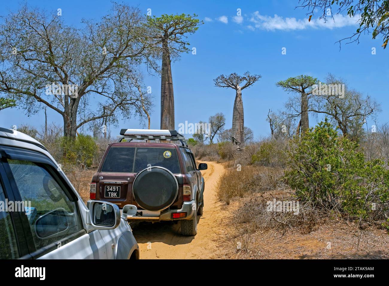 Geländefahrzeuge mit Allradantrieb fahren auf unbefestigten Straßen vorbei an Baobab-Bäumen im Stadtteil Morondava, Region Menabe, Madagaskar, Afrika Stockfoto