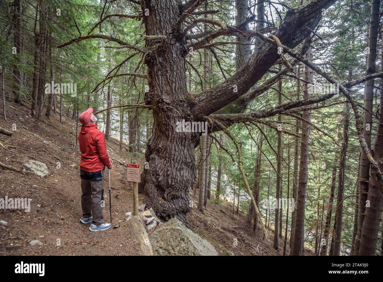 Reiseroute durch den Riu-Tannenwald vom Serrat de les Esposes aus. Monumentaler Tannenbaum namens „Bosc de les Bagues de Riu“ Cerdanya, Katalonien Spanien Stockfoto