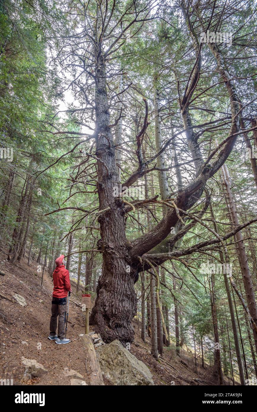 Reiseroute durch den Riu-Tannenwald vom Serrat de les Esposes aus. Monumentaler Tannenbaum namens „Bosc de les Bagues de Riu“ Cerdanya, Katalonien Spanien Stockfoto