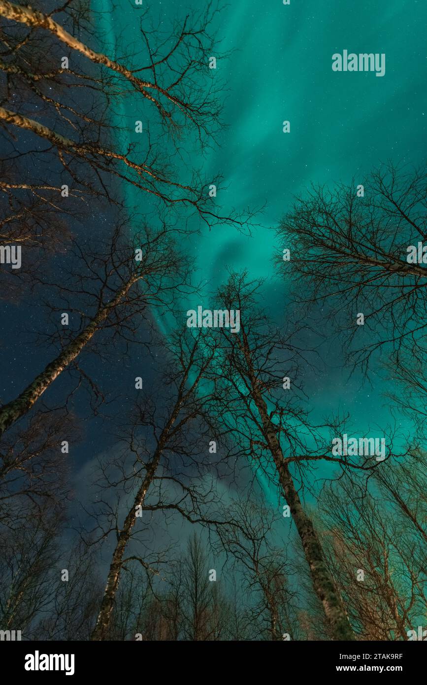 Vertikales Nachtfoto von Nordlichtern über Birkenzweigen an Baumspitzen. Nordschweden, Lappland, Joesjo. Grünes Licht von Aurora Borealis, Winter ti Stockfoto
