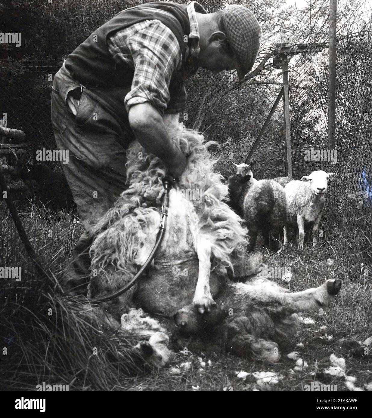 1960er Jahre, historisch, Scheren eines Schafes, England, Großbritannien. Ein Schergerät bei der Arbeit, das ein Schaf mit einer maschinellen Vorrichtung abnimmt, um das geschwollene Vlies von einem Schaf zu entfernen, normalerweise einmal im Jahr, damit die Schafe in den Sommermonaten kühler werden können. Das Handstück der Maschine zum Entfernen der Wolle ähnelt einem Haarschneider, der in einem Friseur verwendet wird Vor Maschinenscheren wurden Scheren verwendet. Stockfoto